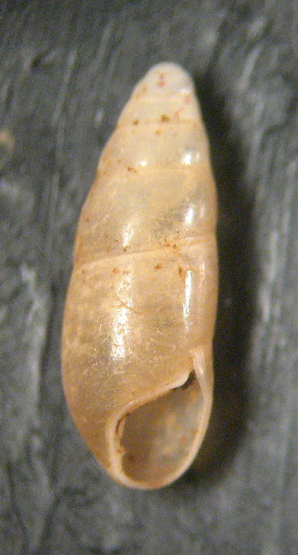 Hypnophila emiliana